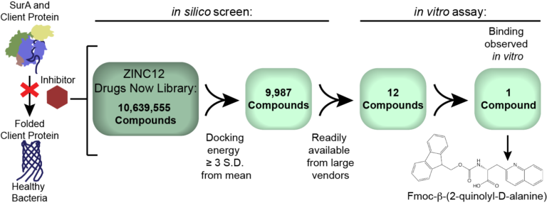 Experimental workflow from in silico screen to in vitro assay for the discovery of Fmoc-beta-(2-quinolyl-D-alanine), an inhibitor of the E. coli chaperone SurA.