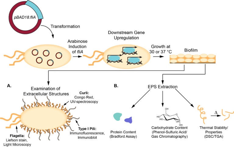 Experimental workflow for overexpression of fliA transcription factor and analysis of E. coli biofilm growth and composition by colorimetric assays and microscopy.