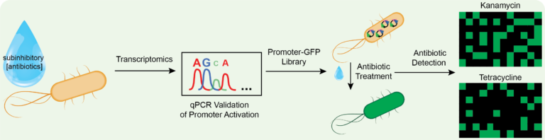 Treatment of E. coli with subinhibitory concentrations of antibiotics is detected by promoter activity, which we combine with a fluorescent protein to create a panel for antibiotic identification.