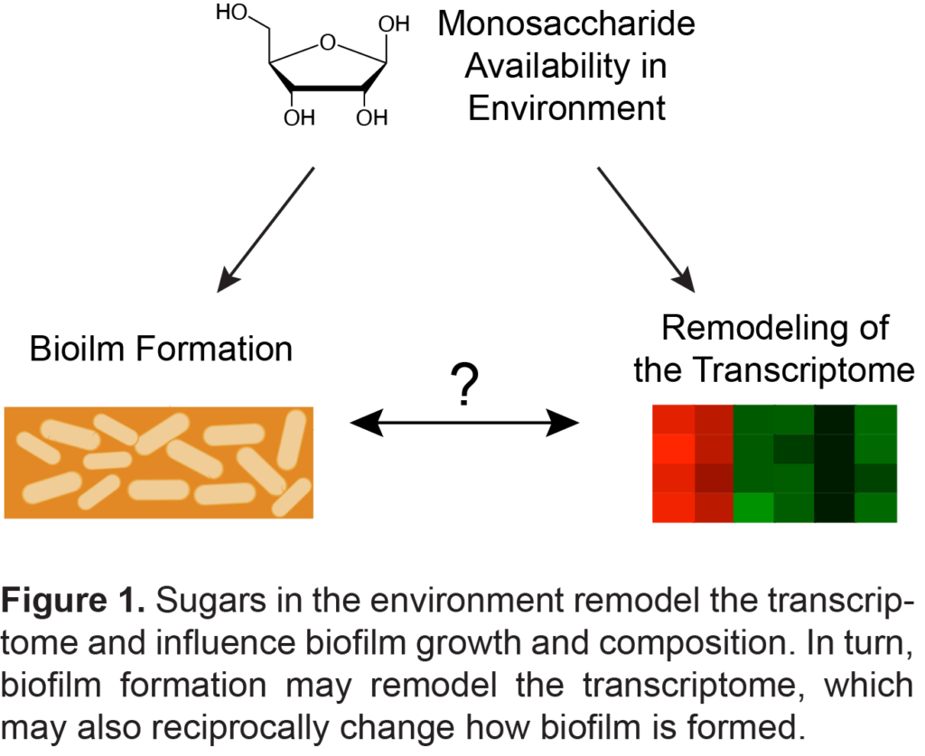 Schematic cartoon of monosaccharide influencing biofilm and transcriptome, and arrows pointing between the two